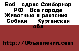 Веб – адрес Сенбернар.РФ - Все города Животные и растения » Собаки   . Курганская обл.